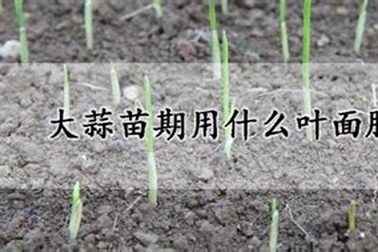 红薯苗喷什么叶面肥生长快,红薯苗什么时候种植好