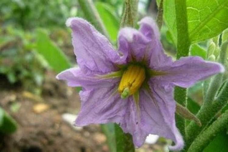 茄子开花期浇大水好吗