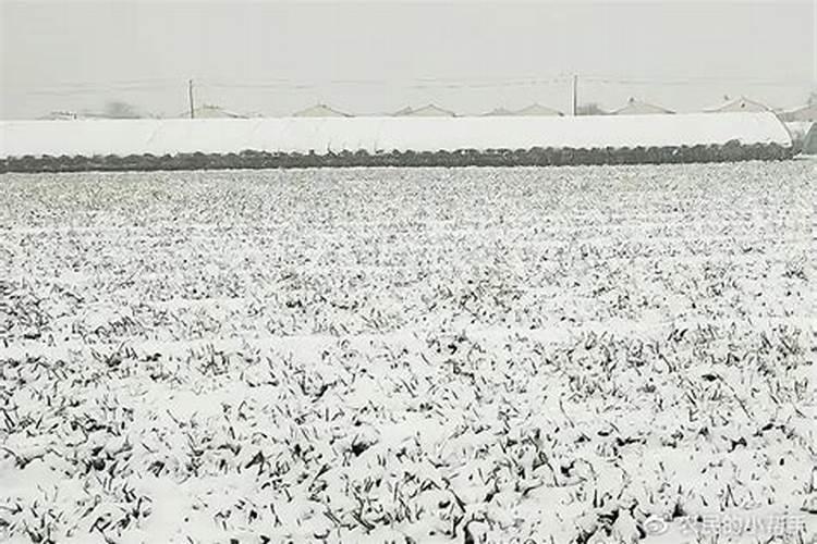 春季小麦施什么肥合适