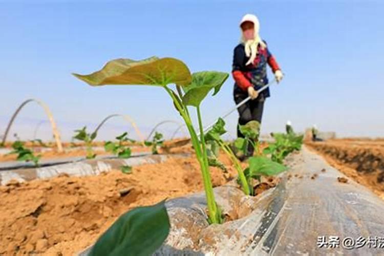 番薯种植需要什么条件,附种植方法