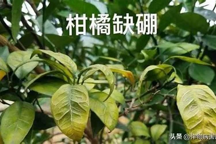 想要种植一批质量好的地瓜,应该怎样去种植呢？