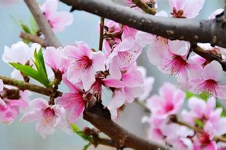 桃树用什么激素保花保果最好