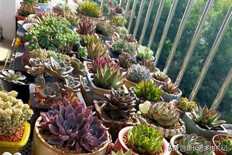 多肉植物施什么肥容易爆盆