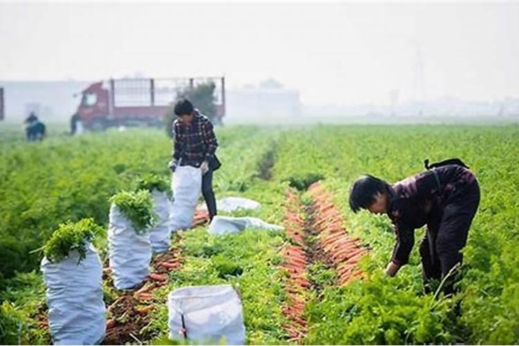 种植秋萝卜需要什么肥 施肥原则有哪些