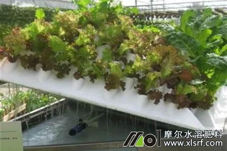 水培植物如何自制营养液？