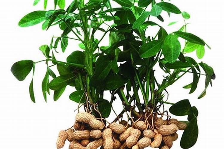 种花生用什么肥料最好,怎么施肥