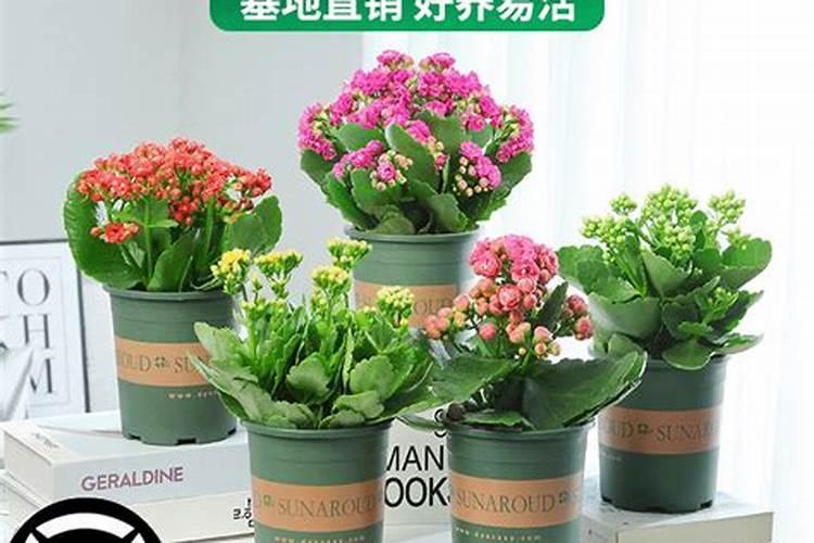 红堤葡萄喷施芸苔素的作用.能喷施几次？