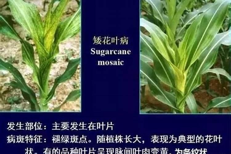 玉米地底肥用磷比氮多好吗？