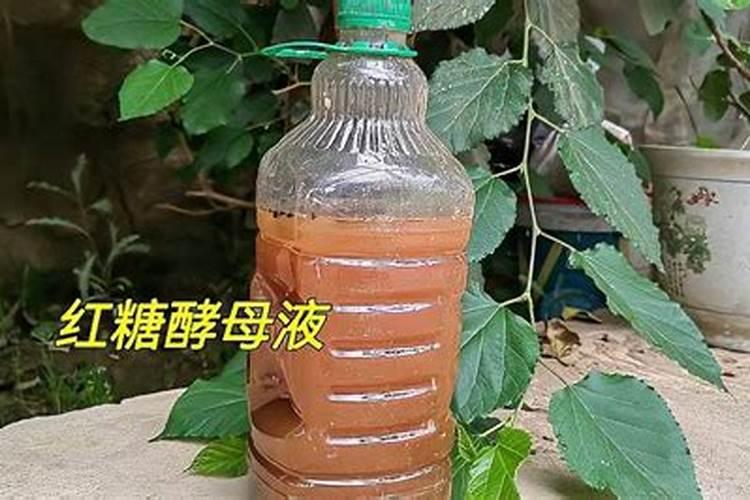 自制多肉生根水的最好办法