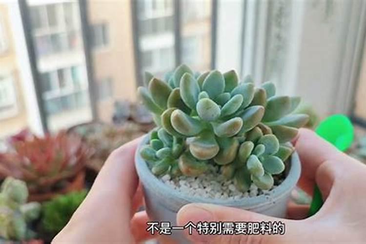 北方露养南方度夏,多肉5月不这么养,小心买一盆死一盆!