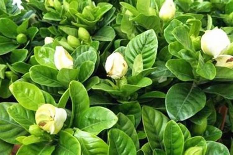 栀子花施肥什么肥料
