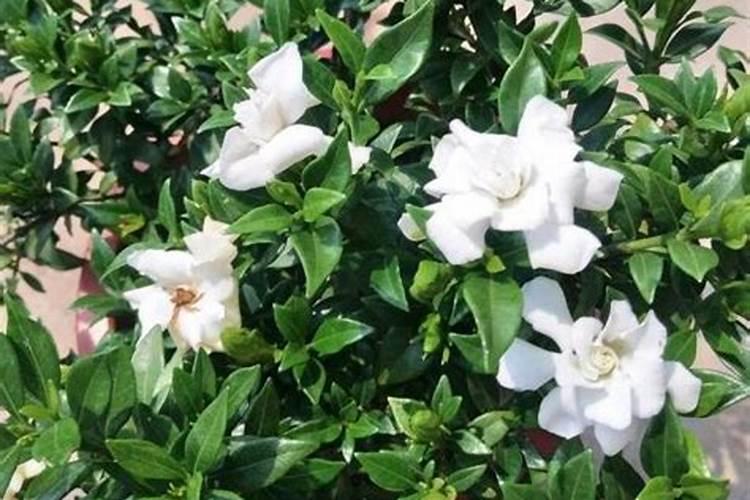 栀子花的施肥方法什么肥料好？