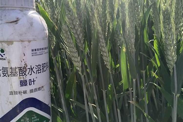 给小麦用叶面肥有需要注意的问题吗？