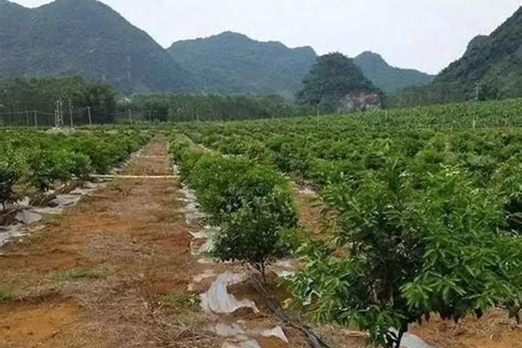 小麦拌种时芸苔素内酯的适宜添加量是多少？