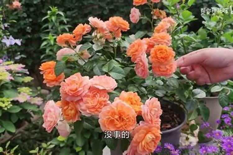 月季长花苞后怎么施肥