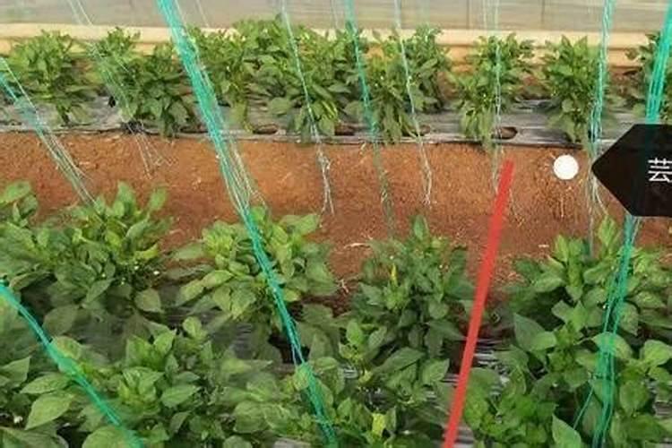 油菜耐寒零下几度