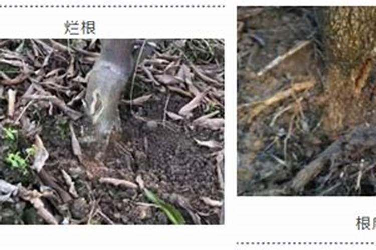 柑橘肥害有哪些症状,应该如何补救肥害呢？