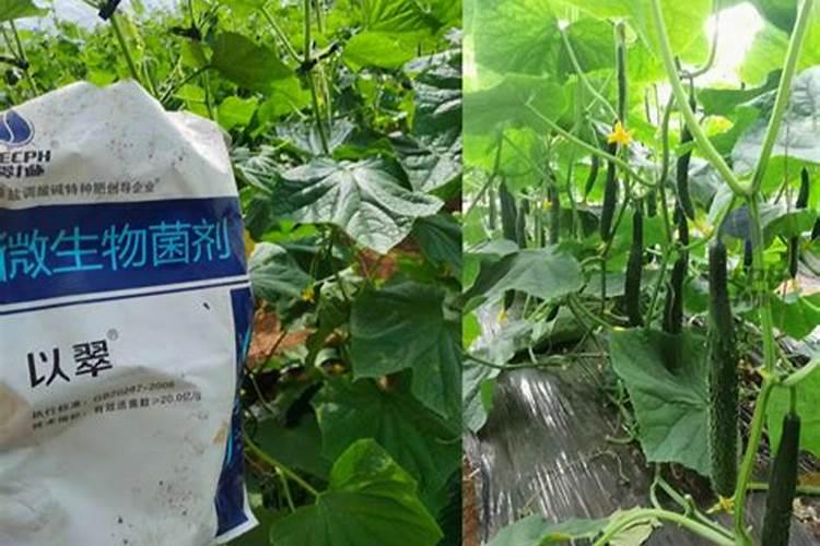 种黄瓜用什么肥料最好