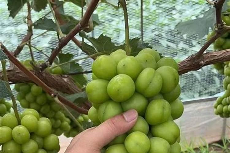 阳光玫瑰小叶病怎么防治？