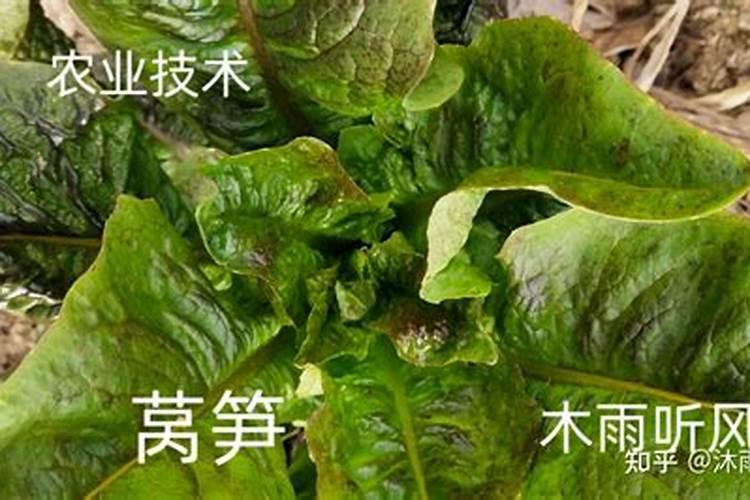 莴笋追肥用什么肥料好？