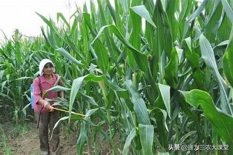 玉米控旺能和叶面肥一块打吗