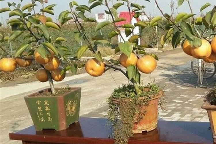 梨树花期可以打液体硼肥吗？