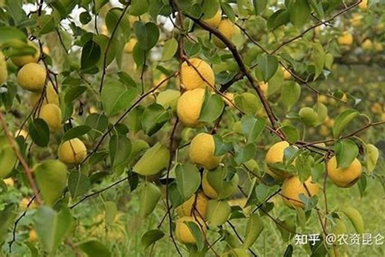 梨树膨果肥用什么肥最好