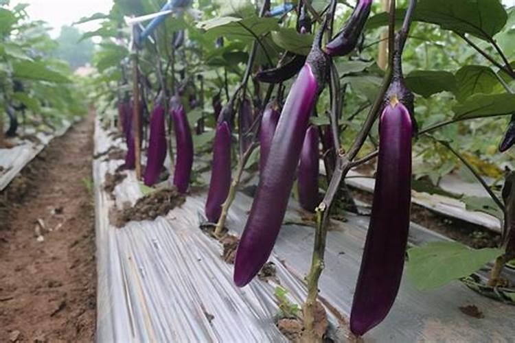 兰花什么时候施氮磷钾？