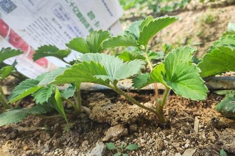 草莓施肥用什么肥料好