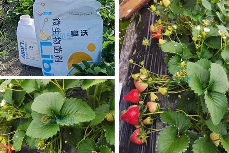 种植草莓,用复合肥做底肥可以吗？一亩肥多少