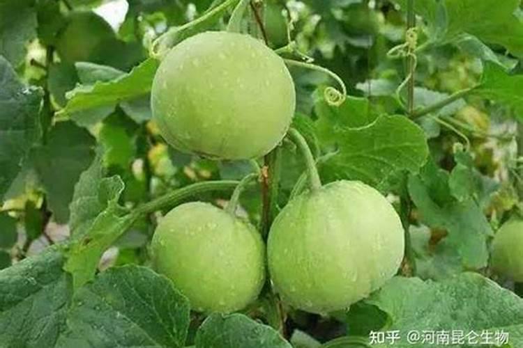 玉米叶面肥的最佳配方
