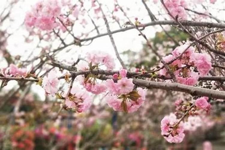 6公分樱花价格多少钱一棵