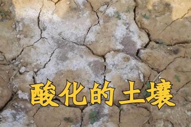 草木灰的主要成分是什么,可以做肥料吗