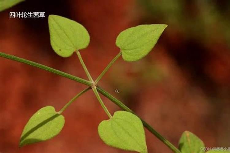 玉米叶片出现这种情况是什么病？？