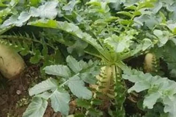 腐植酸肥料的作用和使用方法