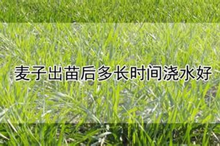 小麦播种过深怎么补救 小麦播种过深怎么办