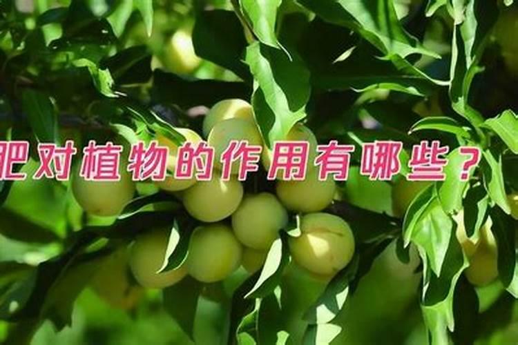 磷肥对果树的作用是什么？