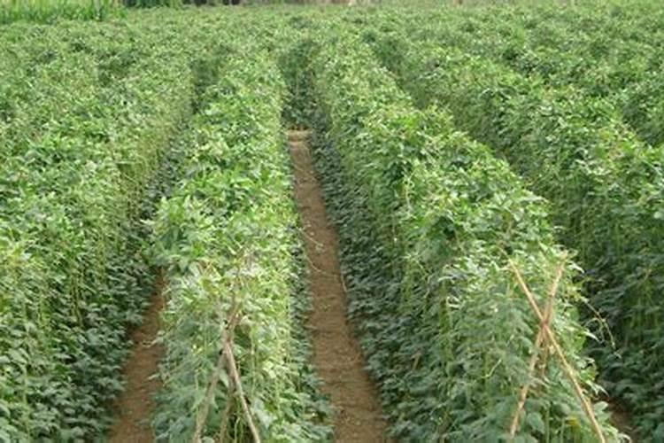 豆角生长需要施加什么样的肥料？