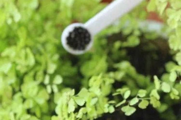 什么可以当养花肥料 养花的氮肥有哪些
