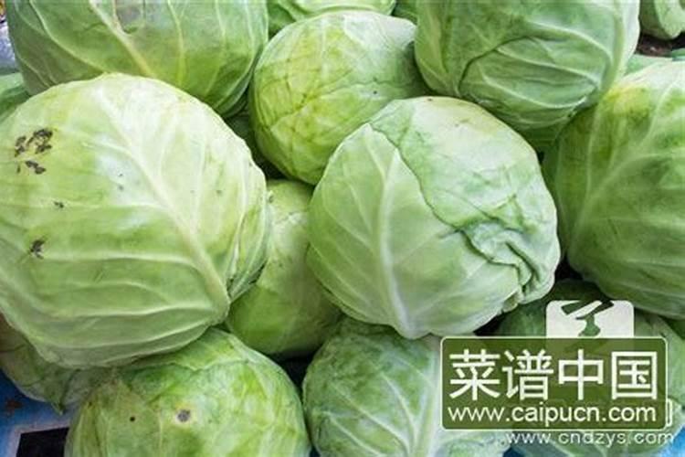 白菜浇什么肥料长得快