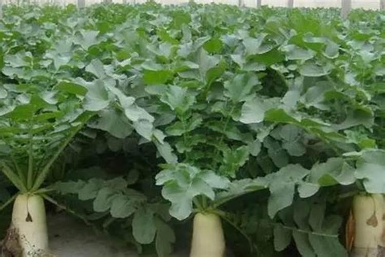 1斤水溶肥兑多少水