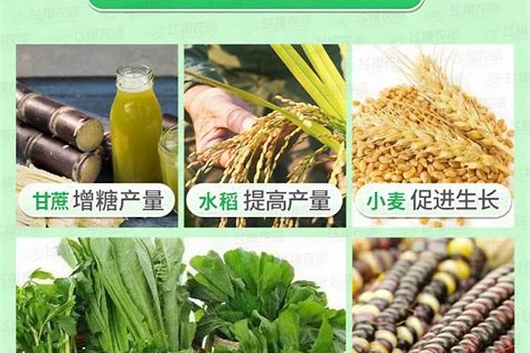 养护玉树用什么肥料最好？应该如何施肥？