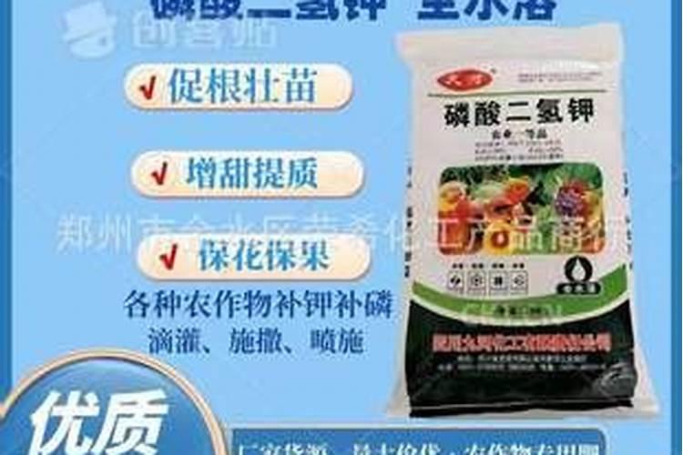 养护茶花期间,什么时候才能喷施磷酸二氢钾？