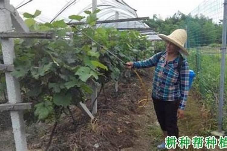 菜籽饼埋在土里行吗