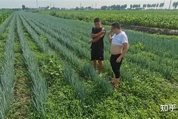 大葱用什么复合肥 大家可以了解一下