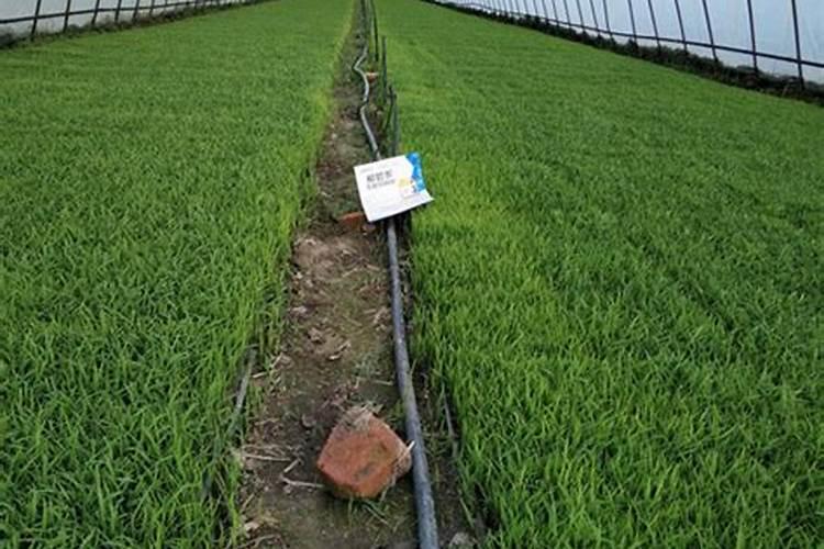 西瓜种植一亩地需要投入多少钱