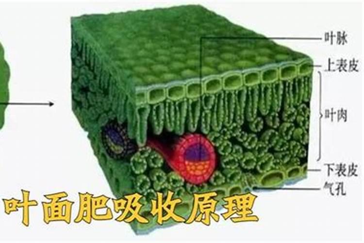 果树叶面肥的三注意