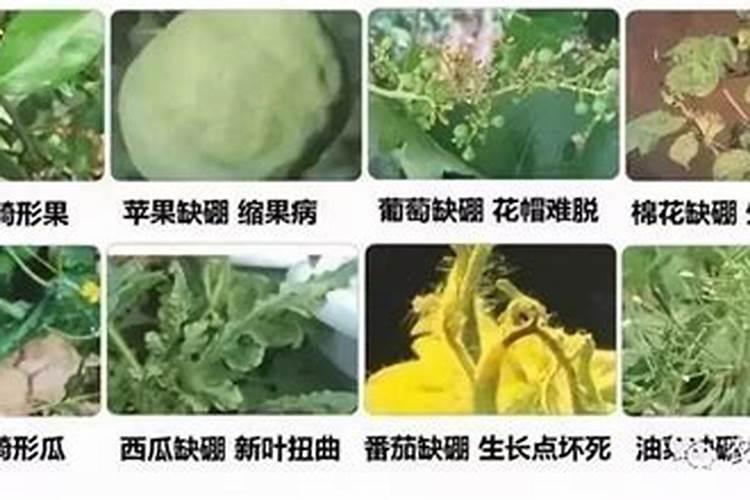 水草的营养液可以喂鱼吗？
