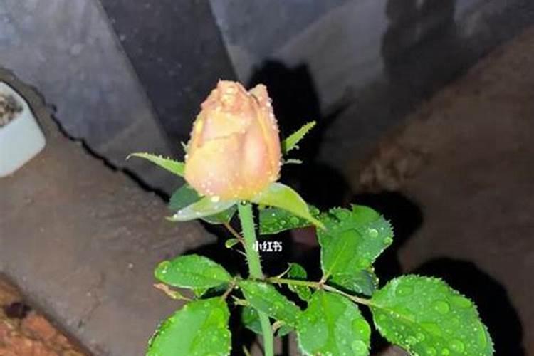 平阴玫瑰的施肥方法