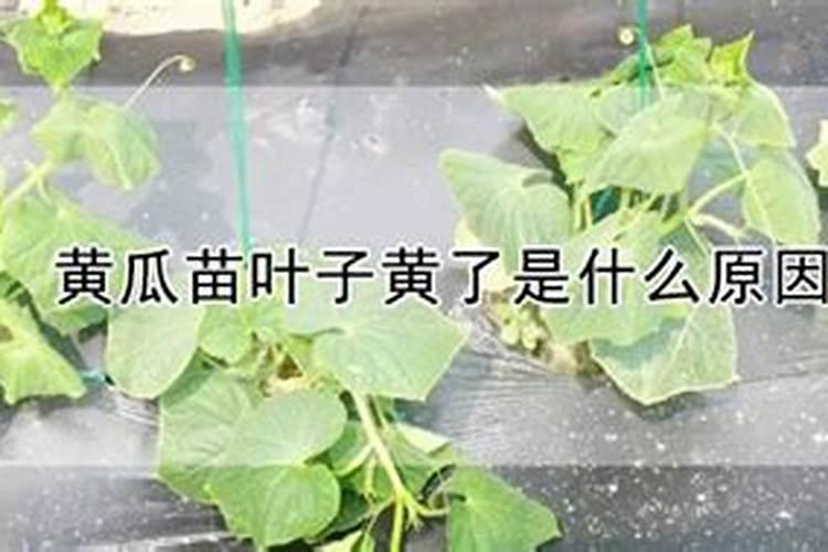 玉米使用什么叶面肥好(玉米喷施什么叶面肥效果最好)